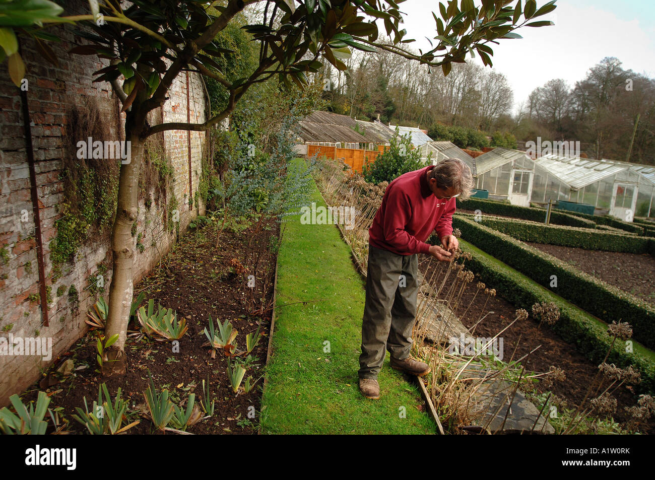 ein Gärtner arbeiten in einem ummauerten Garten in einem Landhaus Stockfoto