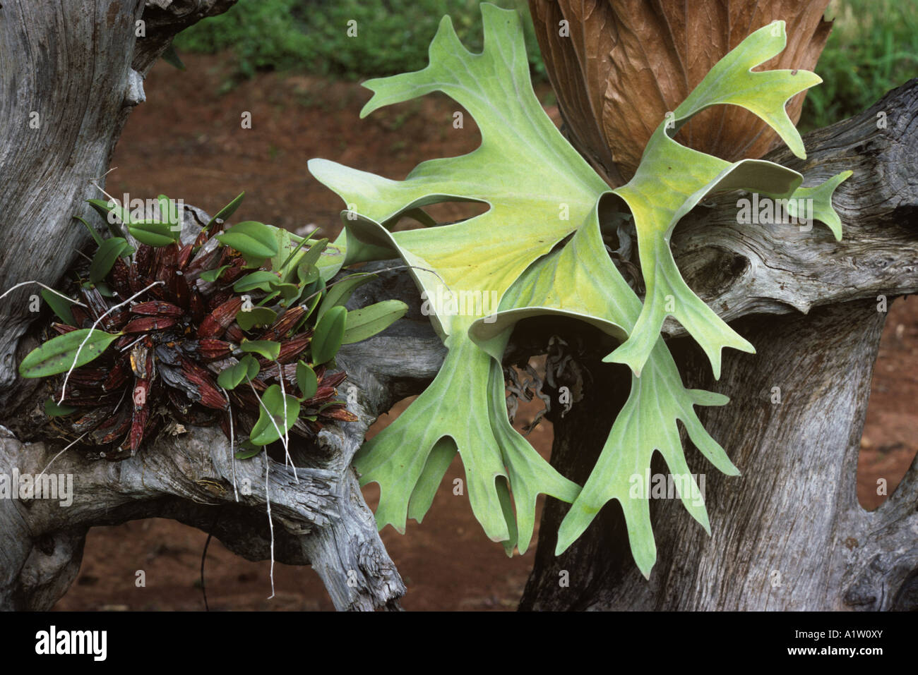 Hirschhorn Farn Platycerium Bifurcatum epiphytisch Zierpflanze auf Holz in  einem Thailand-Garten Stockfotografie - Alamy