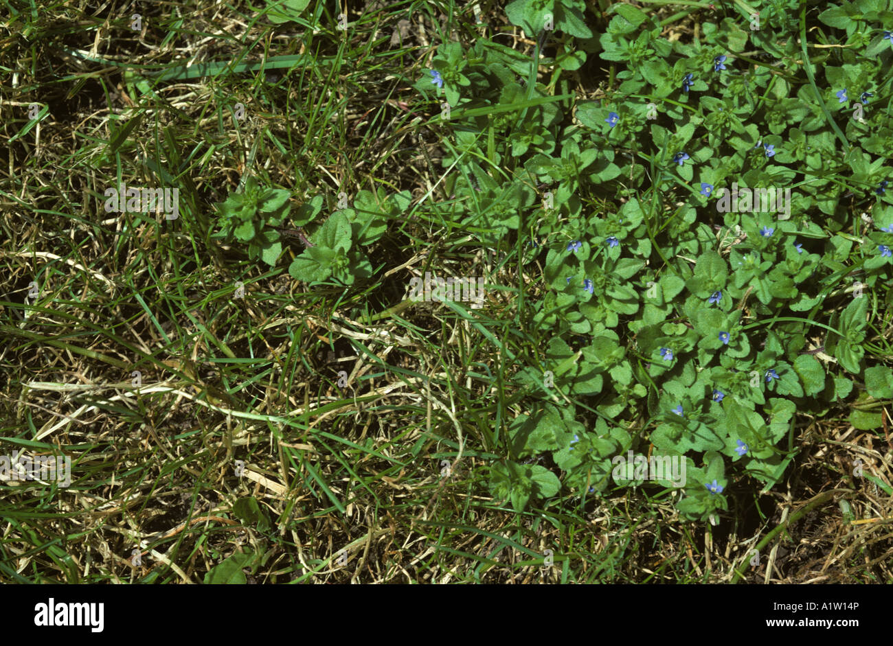 WandEhrenpreis Veronica Arvensis Blüte im Rasen Stockfotografie Alamy