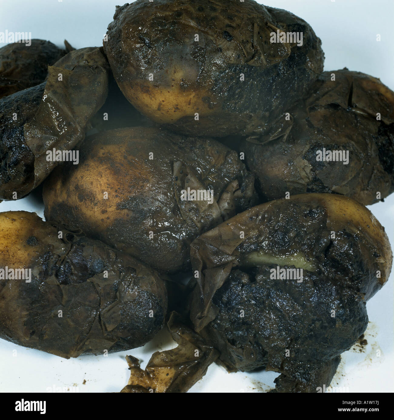 Wässrige Wunde verrotten Pythium Ultimum Kartoffelknollen verrottete durch Krankheit Stockfoto