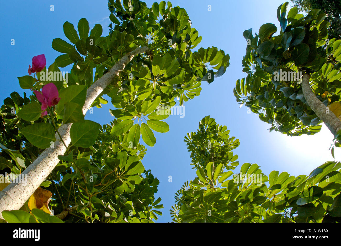 tropischen Schefflera Zierbaum in Florida Umbrella Tree Stockfoto