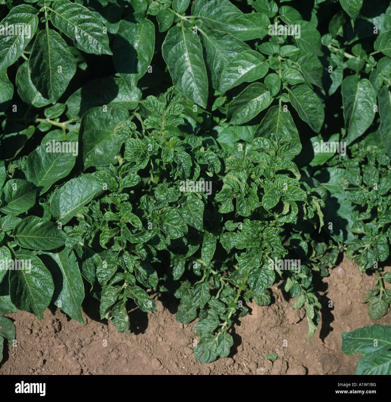 Schwere Symptome von Kartoffel-Virus X Y Komplex auf Kartoffelpflanze im Vergleich zu gesunden Schottland Stockfoto