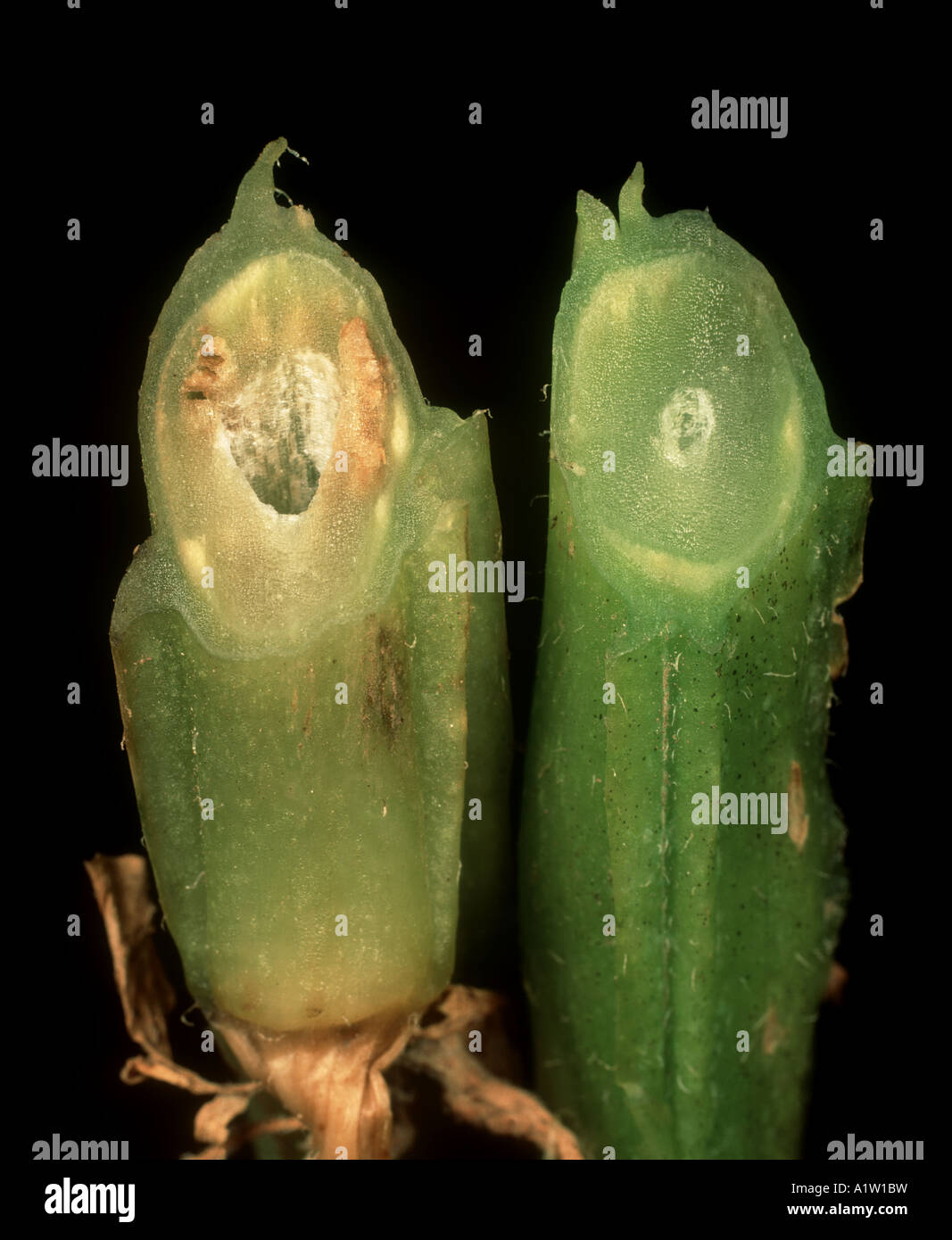 Welken Sie Verticillium Albo-Atrum Stamm geschnitten von einer gesunden Pflanze mit einem erkrankten Bereich zu vergleichen Stockfoto