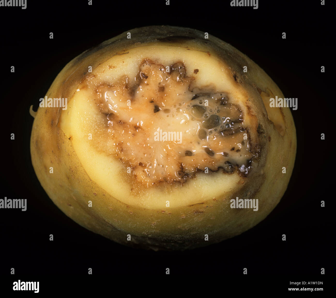 Ringfäule Corynebacterium Sepedonicum Interal Schäden an eine Kartoffelknolle Stockfoto