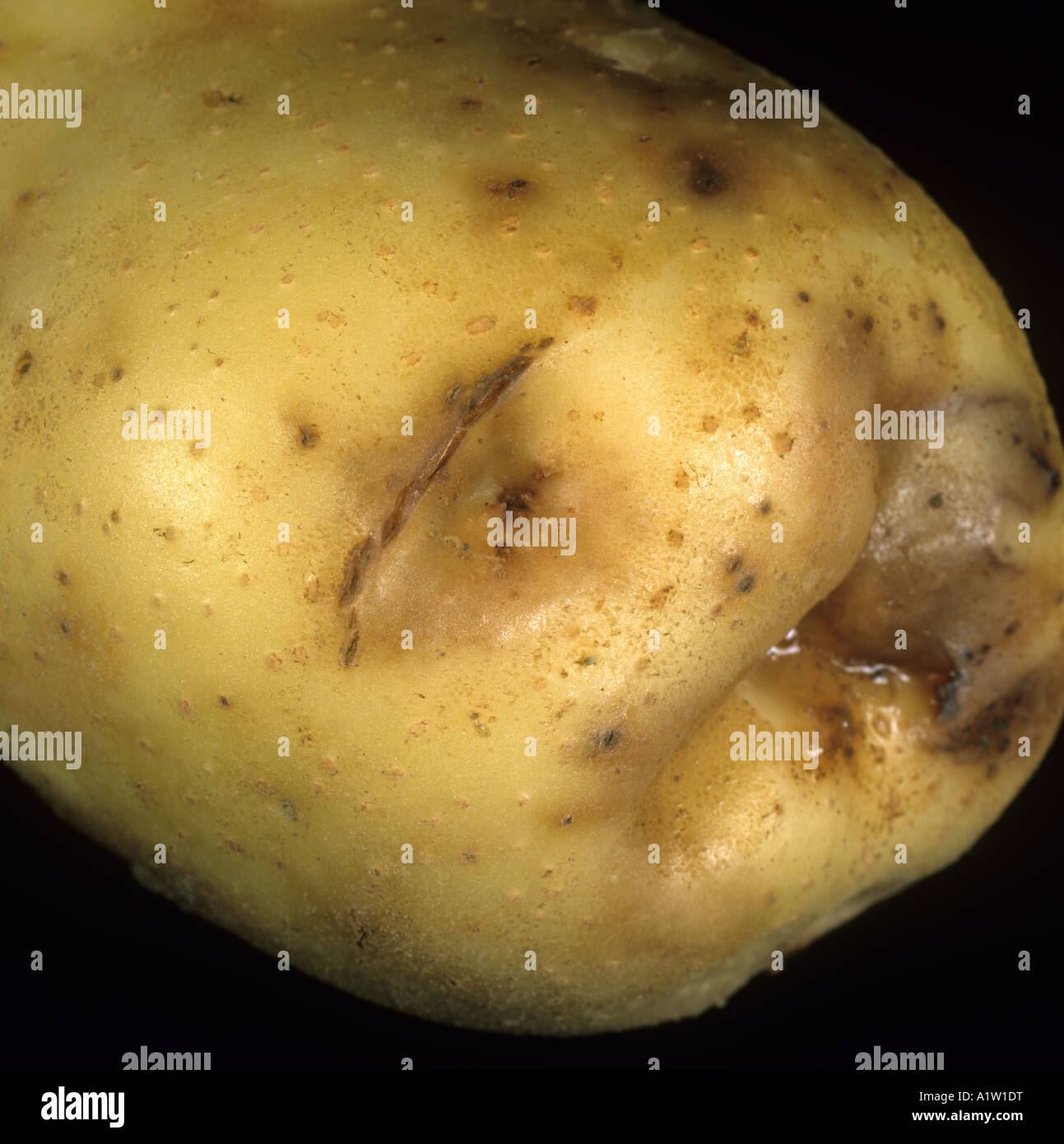 Ring rot Corynebacterium Sepedonicum erweiterten verfärbten Auge auf Kartoffel Knolle rosa Auge Stockfoto