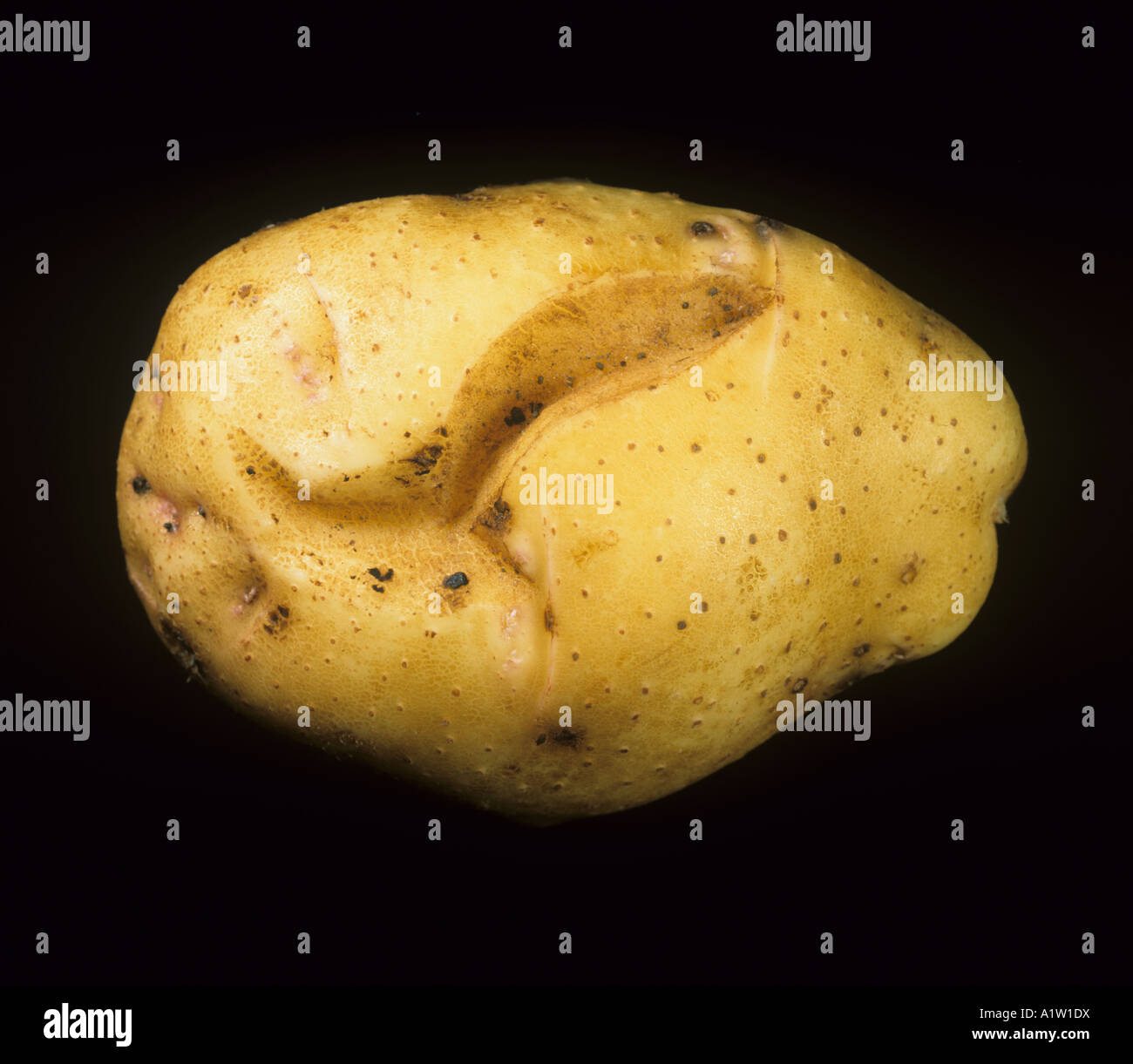 Kartoffel Knolle Spindel Viroid Rissbildung und Verzerrung zu Kartoffelknolle Kanada Stockfoto