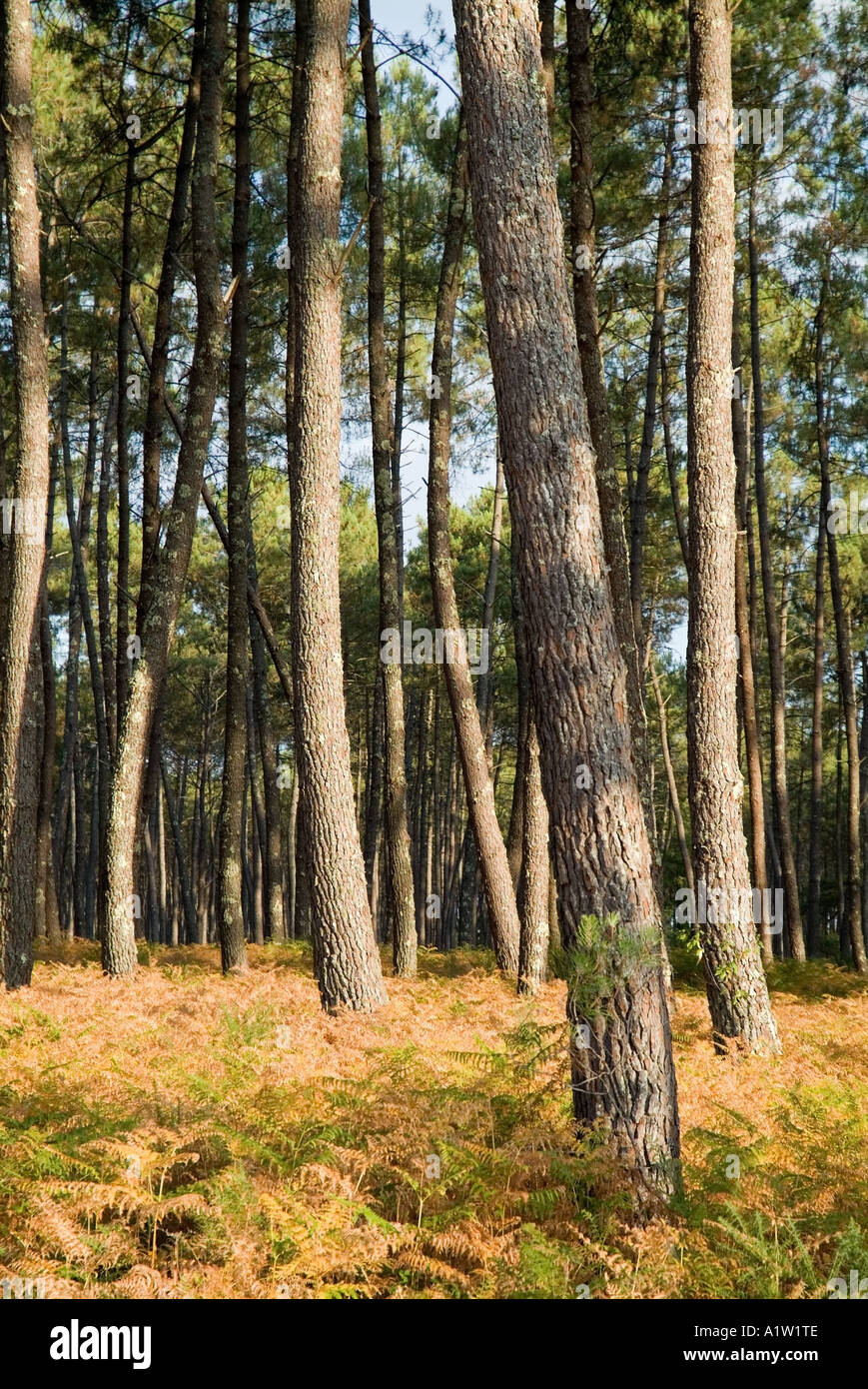 Bäume in den Landes Wald Frankreich Aquitanien Mano Stockfoto