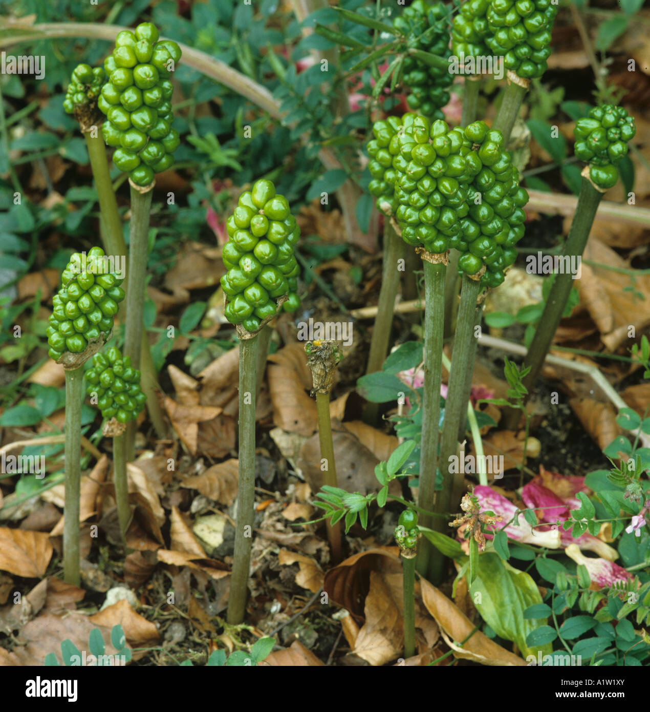 Herren Damen wild Arum Arum Maculatum unreife fruchttragenden Pflanzen Stockfoto