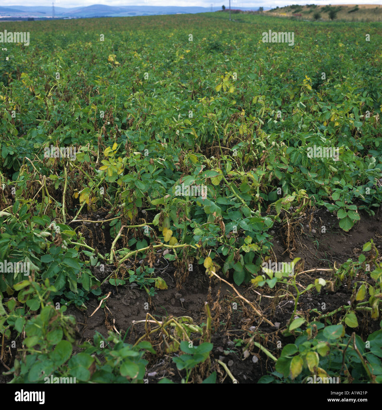 Verticillium verwelken Verticillium Albo Atrum verwüsteten Kartoffelernte Schottland Stockfoto