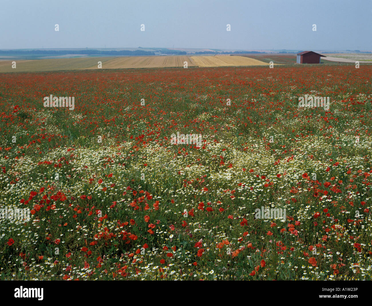 Ackerfläche voller blühender Mohn und Mayweed Norther Frankreich Stockfoto