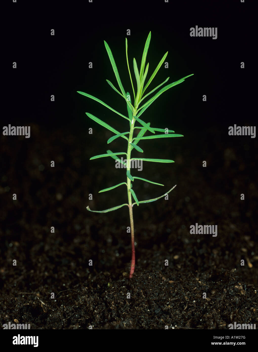 Grünen Wolfsmilch Euphorbia Esula junge Pflanze Stockfoto