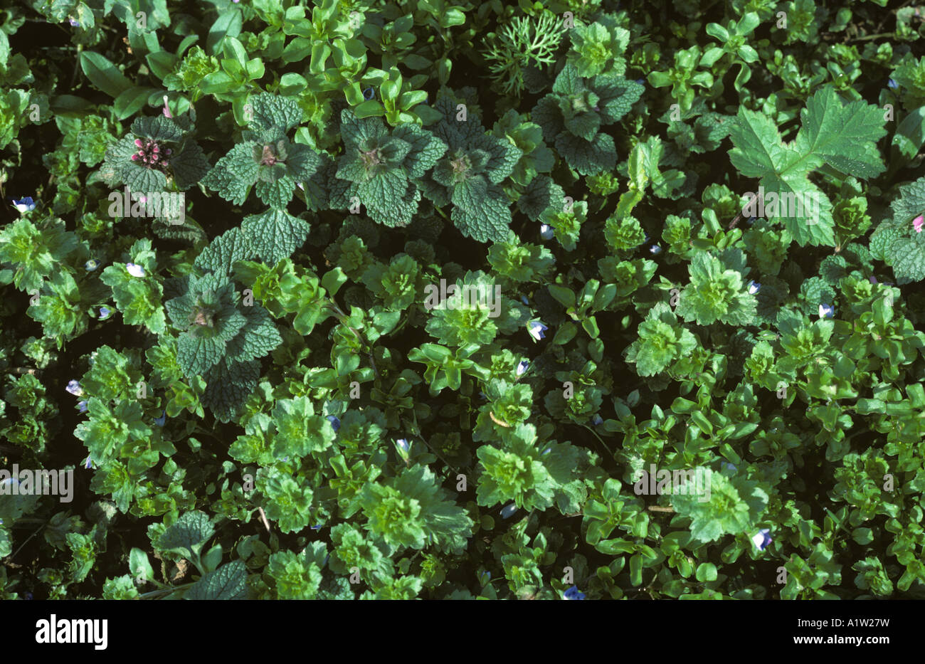 Mehrere Reife landwirtschaftlich nutzbaren breite Grünblättrige Unkraut Stockfoto