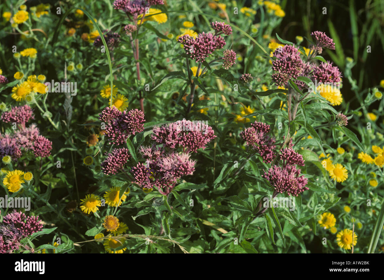 Hemp Agrimony Eupatorium Cannabinum in Blume mit Blüte gemeinsame Berufkraut Stockfoto