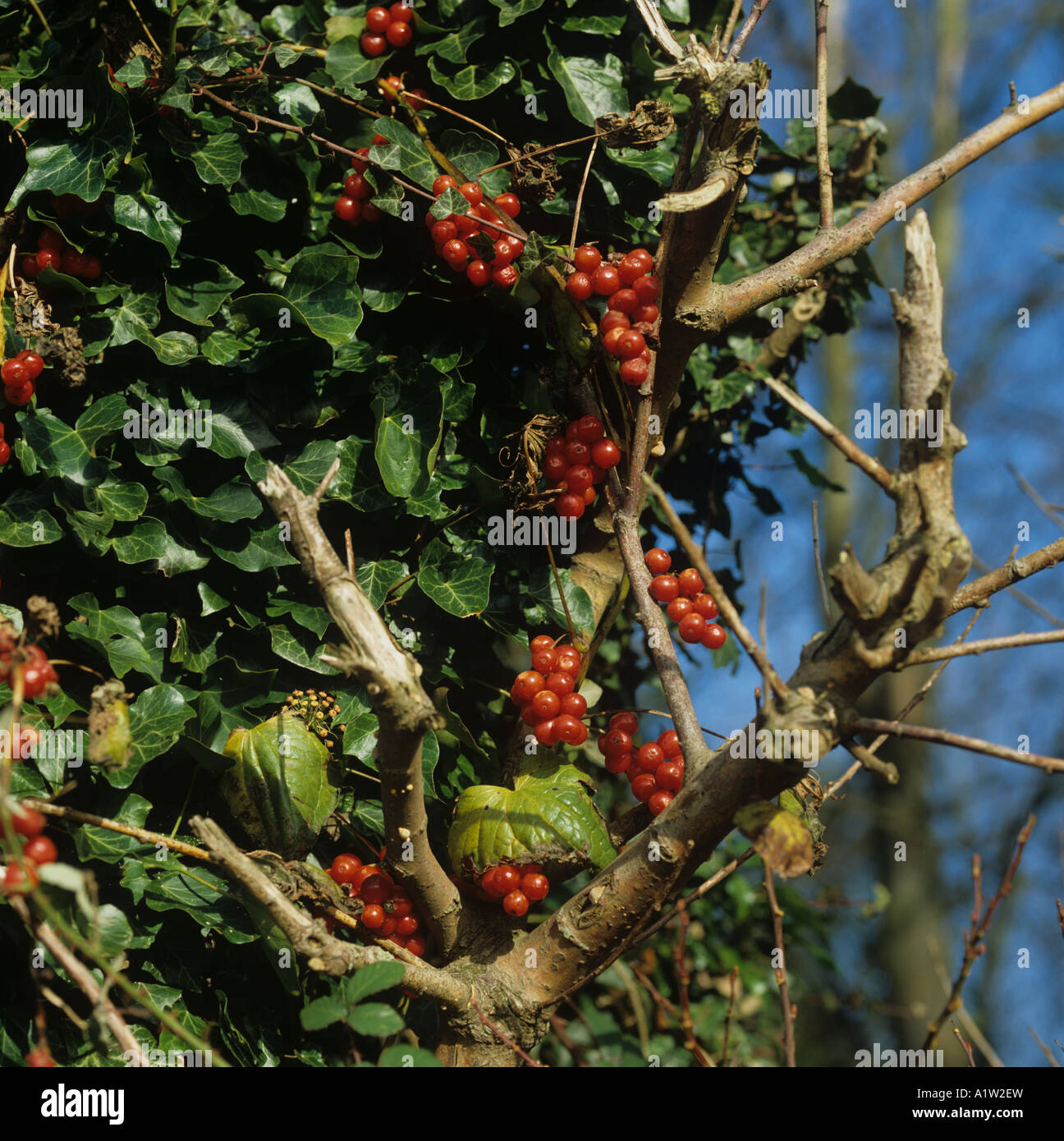 Schwarz-Zaunrübe Tamus Communis giftige Reifen rote Beeren auf Efeu gekleidet Baumstumpf Stockfoto