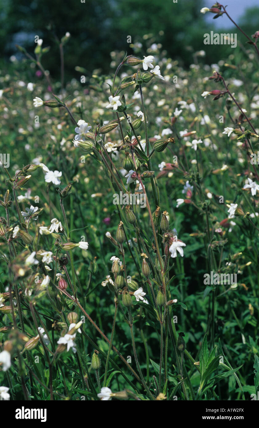 Weisse Lichtnelke Silene Alba Pflanzen in Blüte Stockfoto
