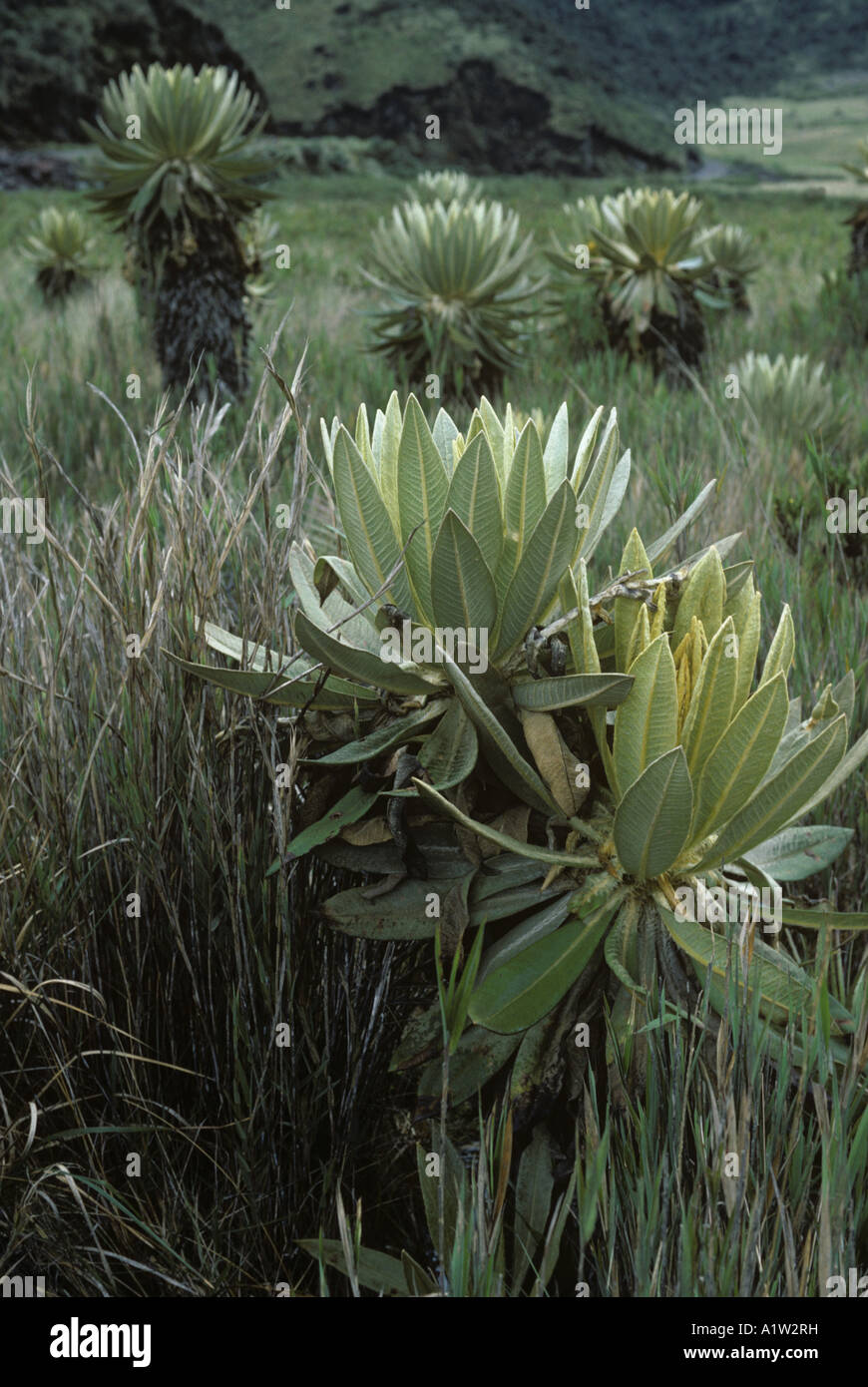 Frailejon Espeletia Schultzii Pflanzen auf 4800 Metern in den Anden Kolumbiens Stockfoto