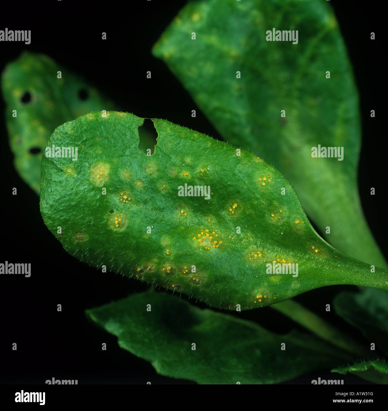 Daisy Rost Puccinia Distincta Pusteln auf ein Gänseblümchen Bellis Perennis Blatt Stockfoto