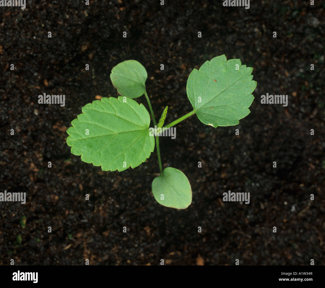 Stachelige Sida oder stachelige Fanpetals Sida Spinosa Sämling Cotykedons und zwei Blätter wahr Stockfoto