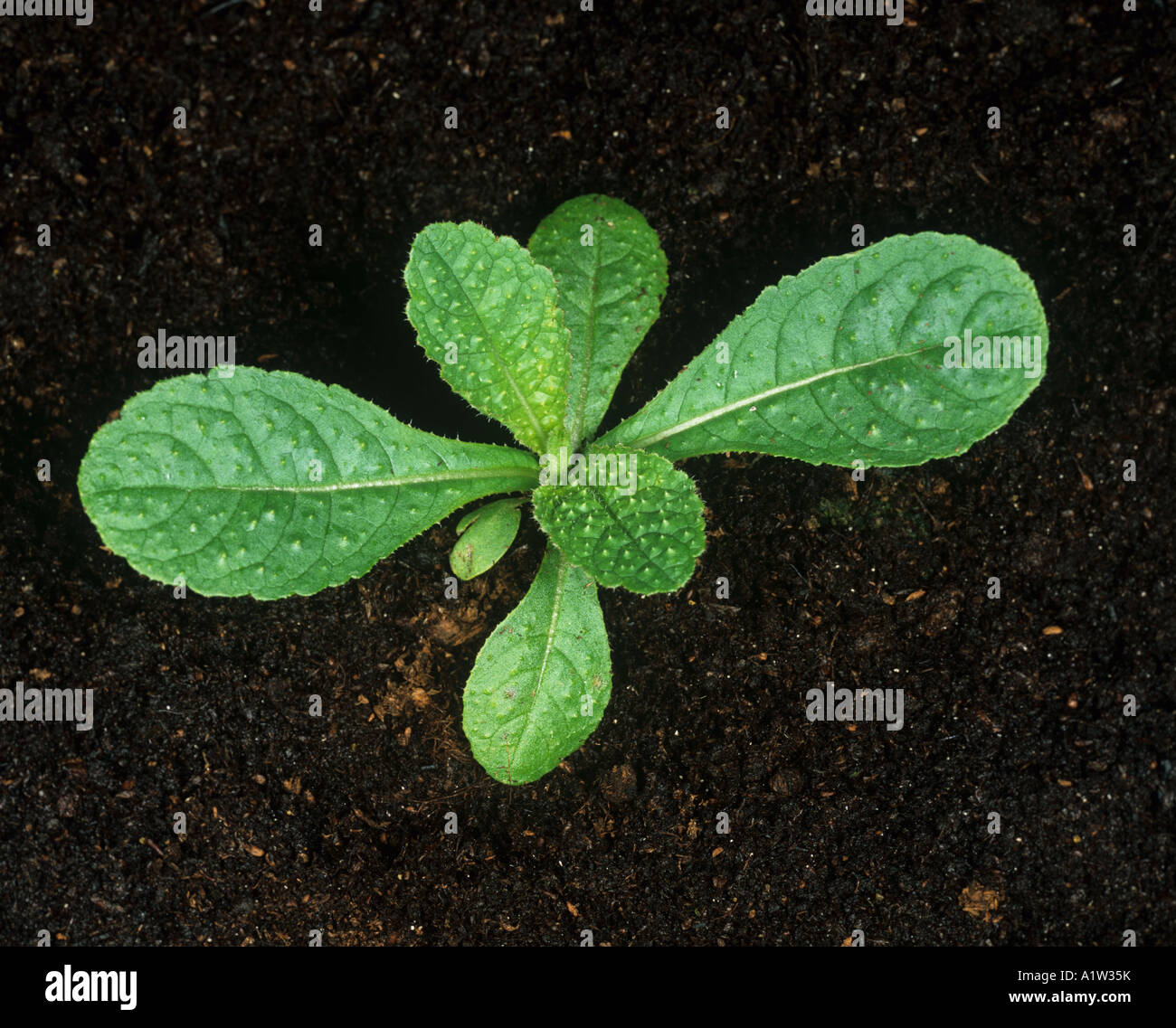 Karde Dipsacus Fullonum junge Pflanze mit mehreren frühen Laubblätter Stockfoto