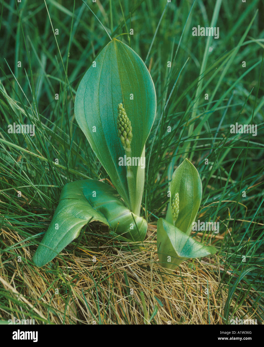 Gemeinsamen Nestwurzen Listera Ovata Pflanzen mit Blütenknospe Stockfoto