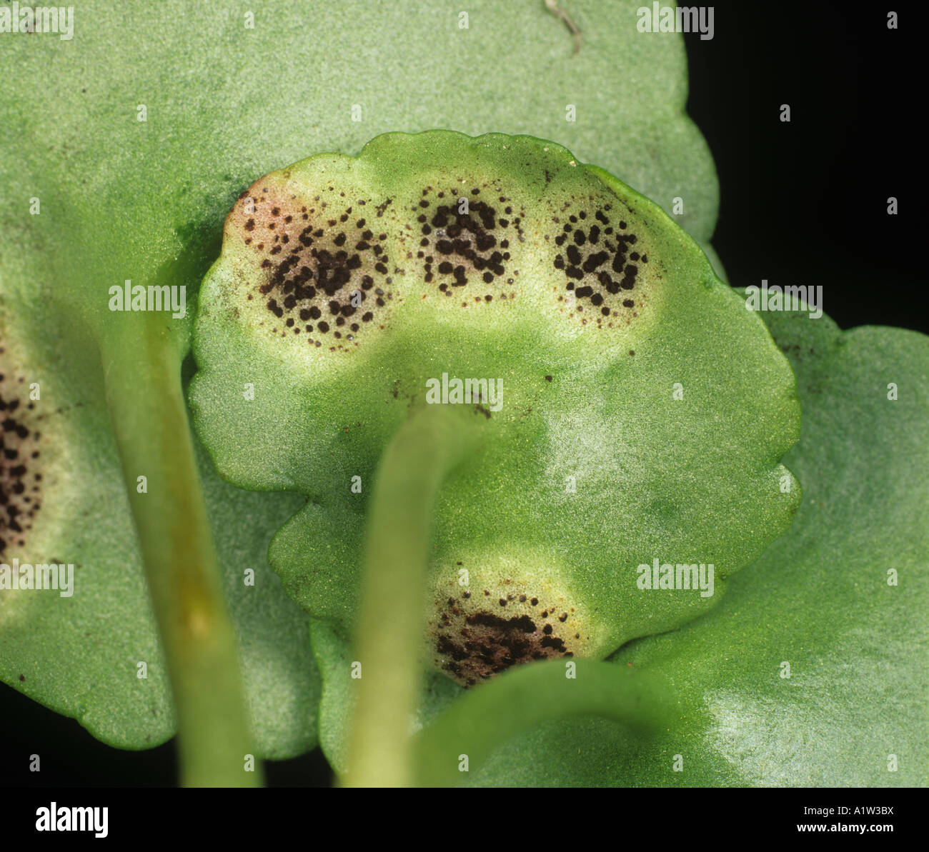 Navelwort Rost Puccinia Umbilici Teleutosori von Rost auf einem Navelwort Blatt Stockfoto