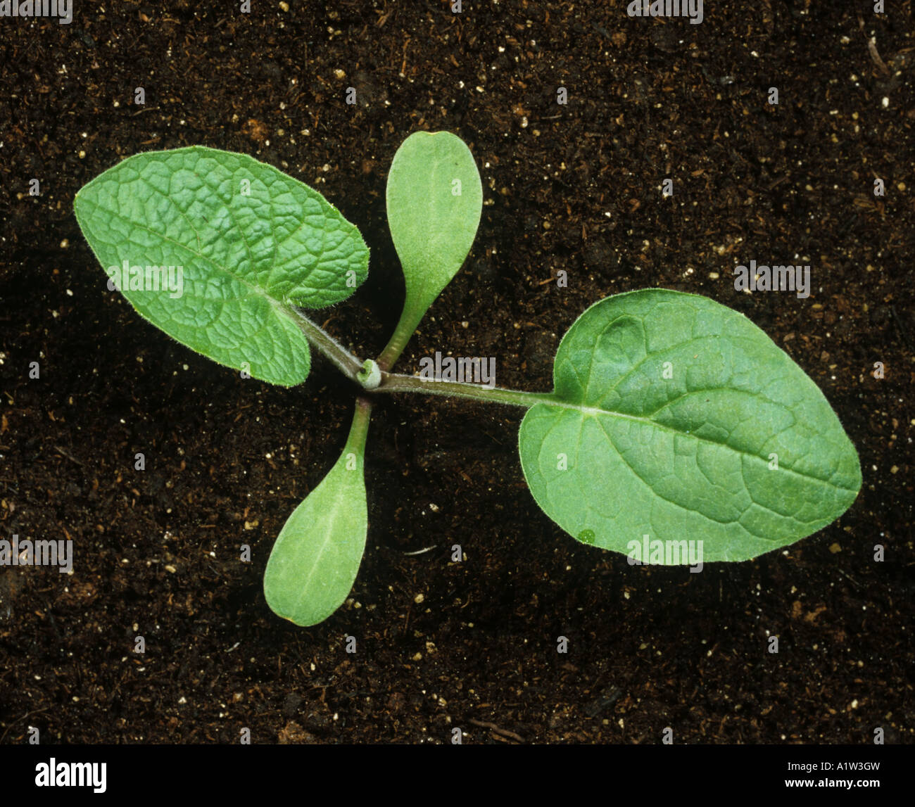 Geringerem Klette Arctium minus Keimling mit zwei Blätter wahr Stockfoto