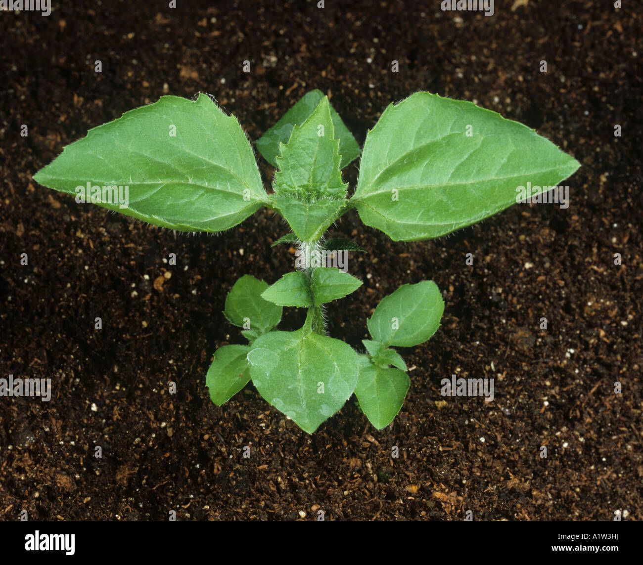 Jungpflanze Gallant Soldier Galinsoga parviflora Stockfoto