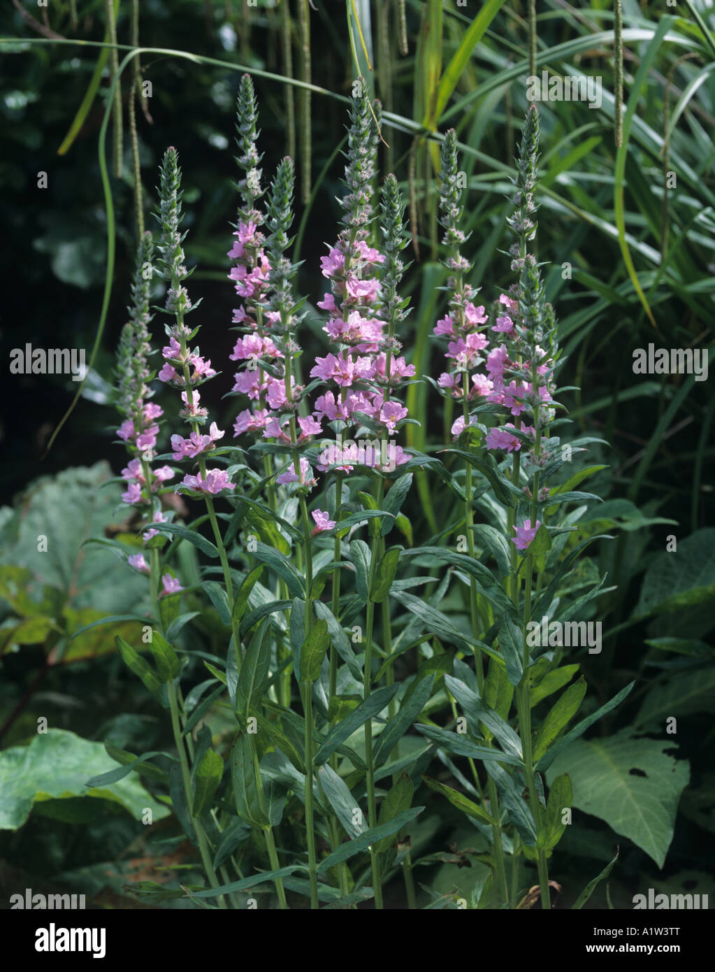 Flowers purple loosestrife lythrum salicaria Fotos und Bildmaterial