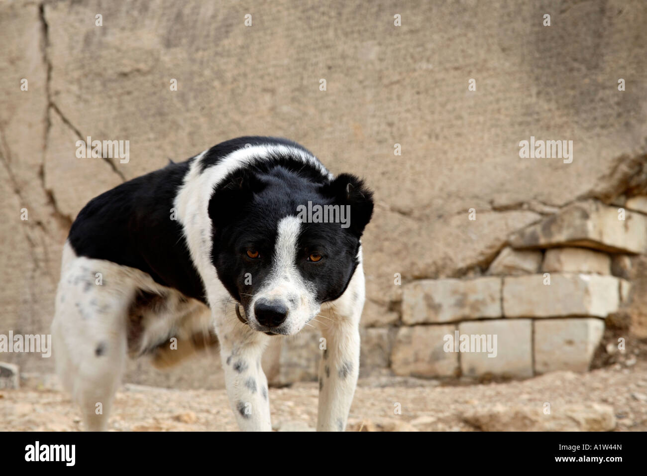 Hund kratzt sich. Eski Kale, Anatolien, Türkei Stockfoto