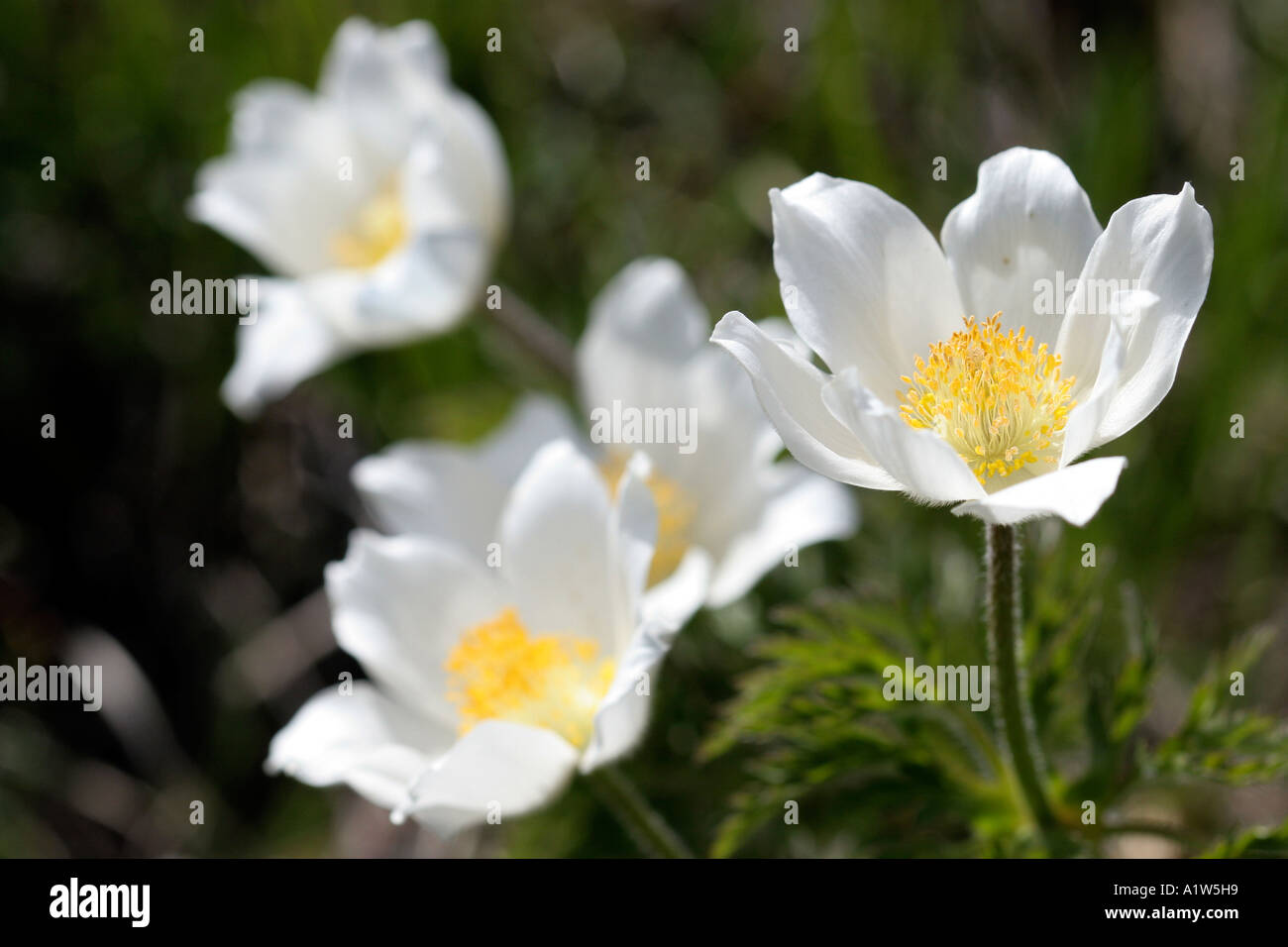 Alpenblume Sorbus aria Stockfoto