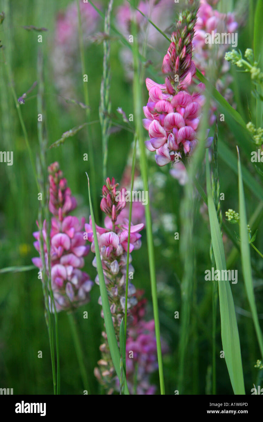 Alpine Orchid Flower In Switzerland Stockfotos und -bilder Kaufen - Alamy