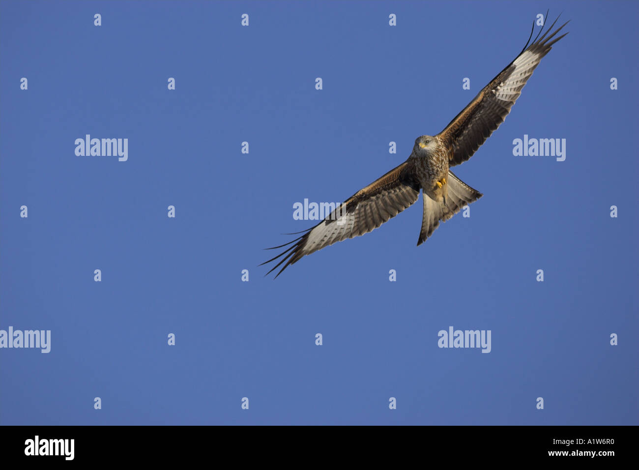 Rotmilan-Segelfliegen Stockfoto