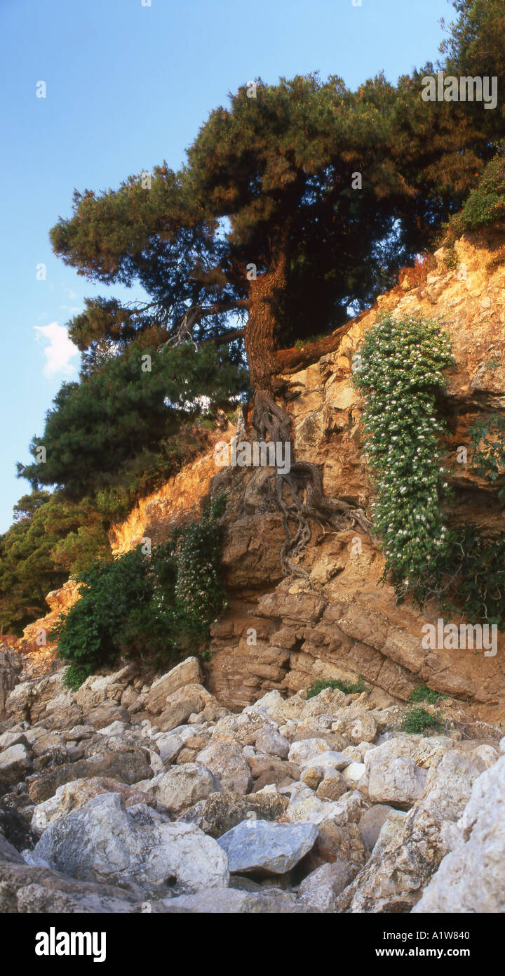 Prekäre Baum hängen von den Wurzeln an Rousoum Strand Alonissos Griechenland Nr. 2058 Stockfoto