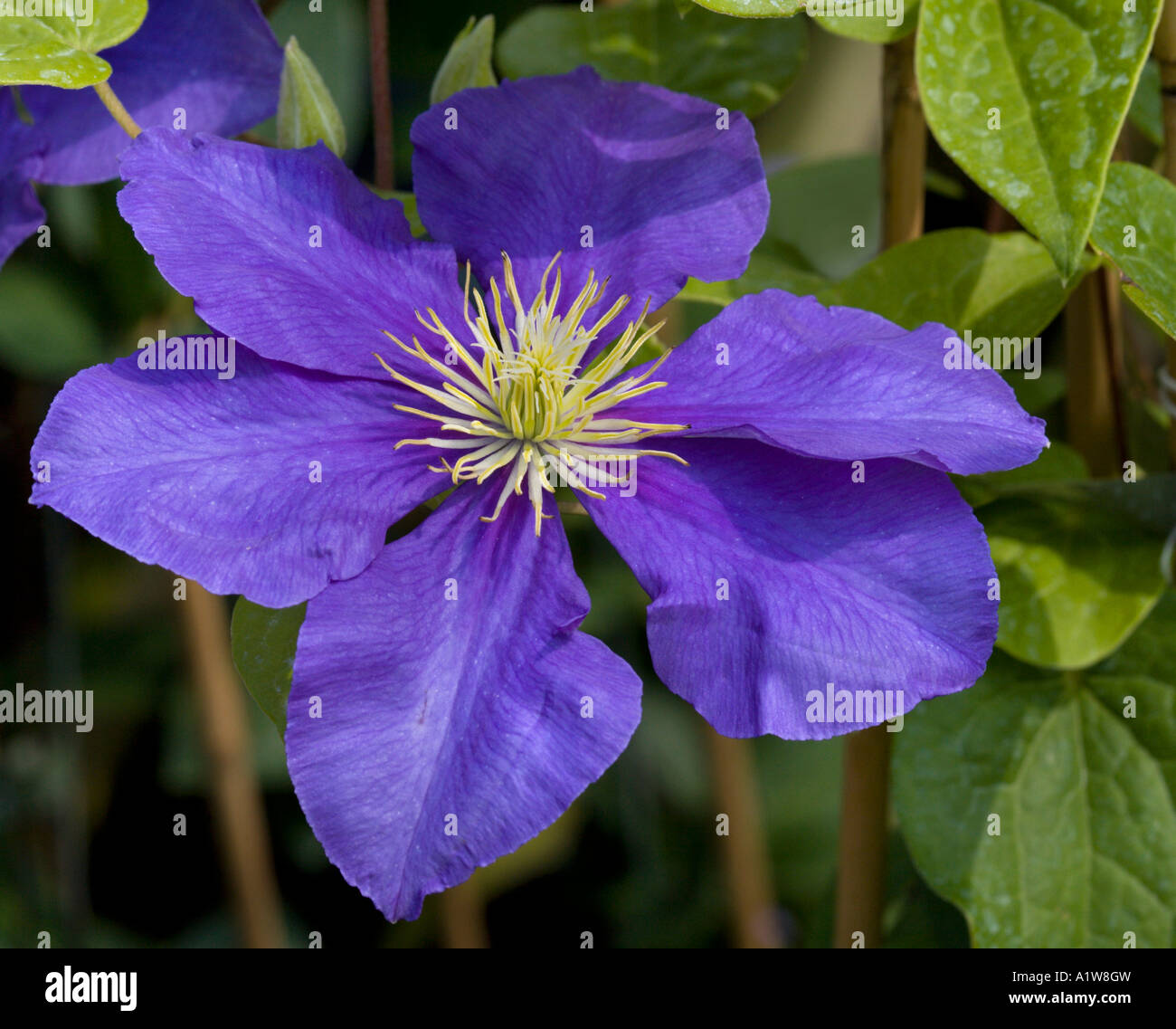 Clematis-Europa Stockfoto
