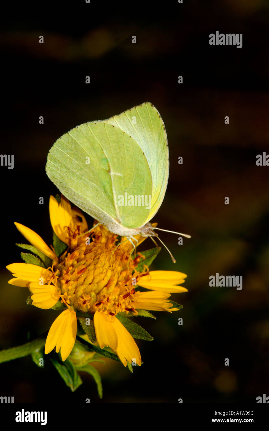 Lyside, Krigogomia Lyside Schmetterling. Die meisten gehen Süden für den Winter nach Mexiko oder in Süd-Texas. Stockfoto