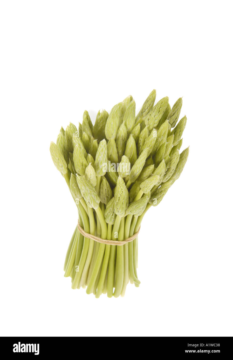 Frischer Spargel aus Frankreich kleine dünne Spargel- Stockfoto