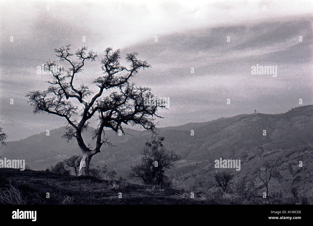Eiche in Sierra Foothills Kalifornien Stockfoto