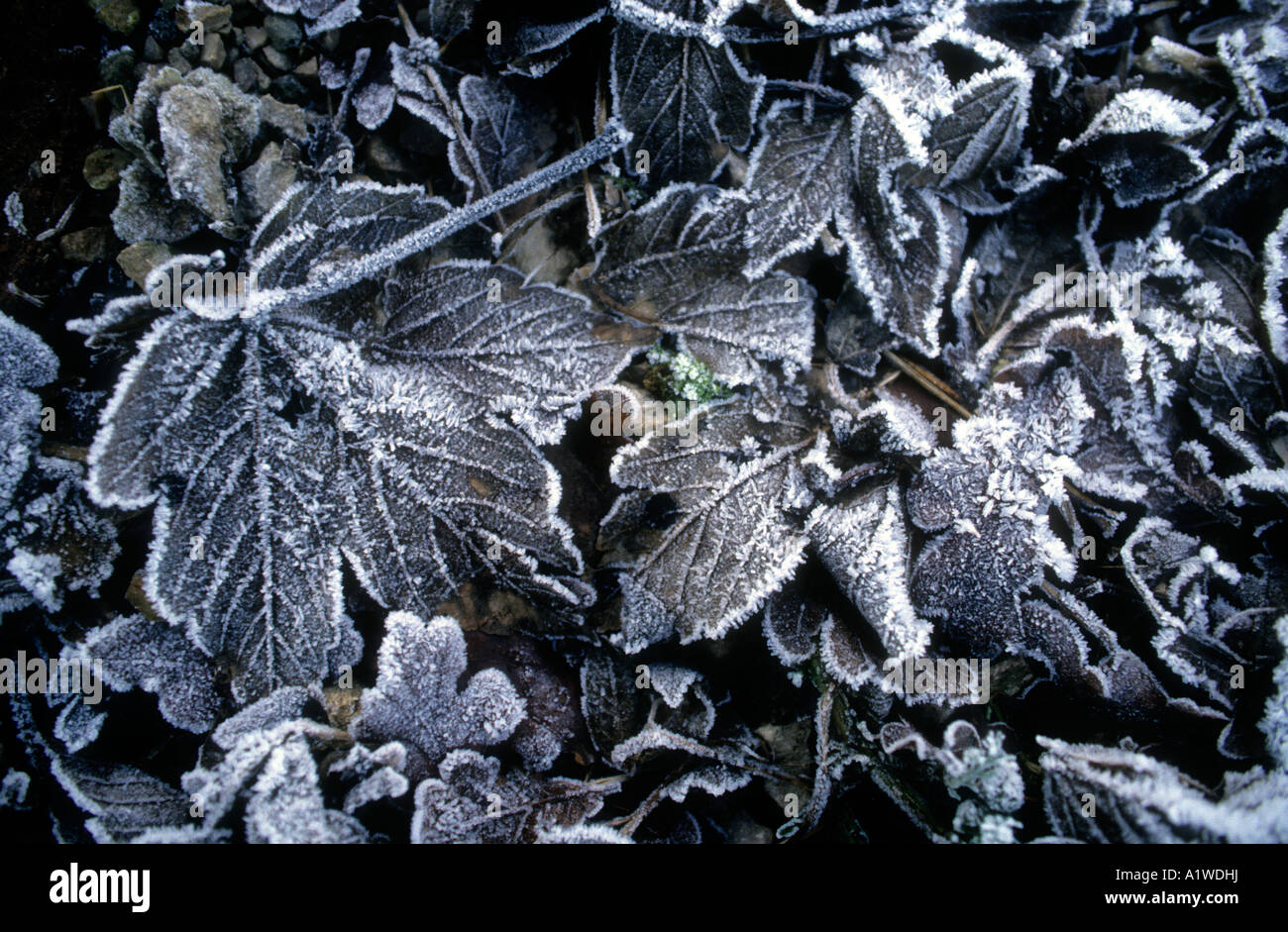 Frost bedeckt Blätter Stockfoto