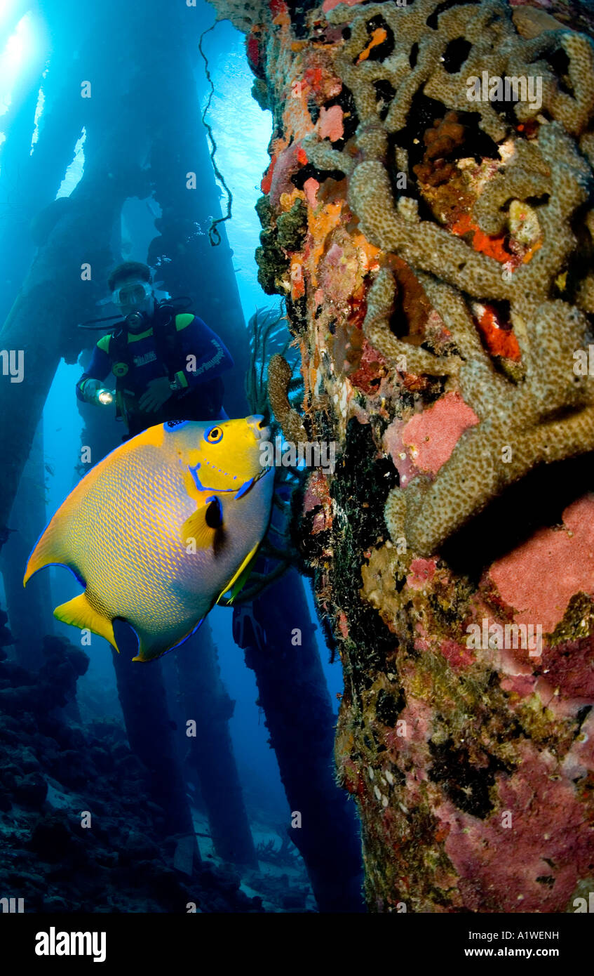 EIN MÄNNLICHER TAUCHER MIT UNTERWASSERBELEUCHTUNG BELEUCHTET EINE LEBHAFT FARBIGE KÖNIGIN KAISERFISCH HOLOCANTHUS CILIARIS Stockfoto