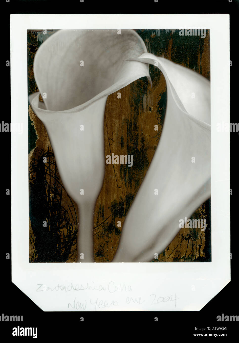 Zwei Calla Lilie Blume architektonische Form Garten Stiel Tasse weißer schwarz berührende Werk original getönten Polaroid Typ 55 print Stockfoto