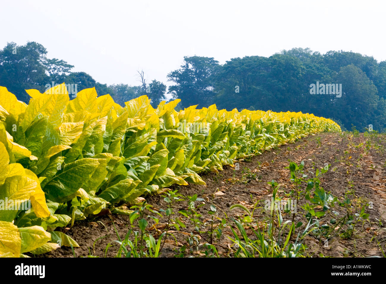 Burley Tobacco Field Stockfotos Und Bilder Kaufen Alamy
