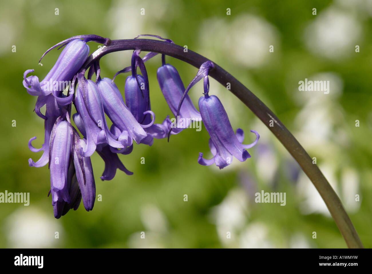 Bluebell Blumen (Endymion Nonscriptus) England, UK Stockfoto