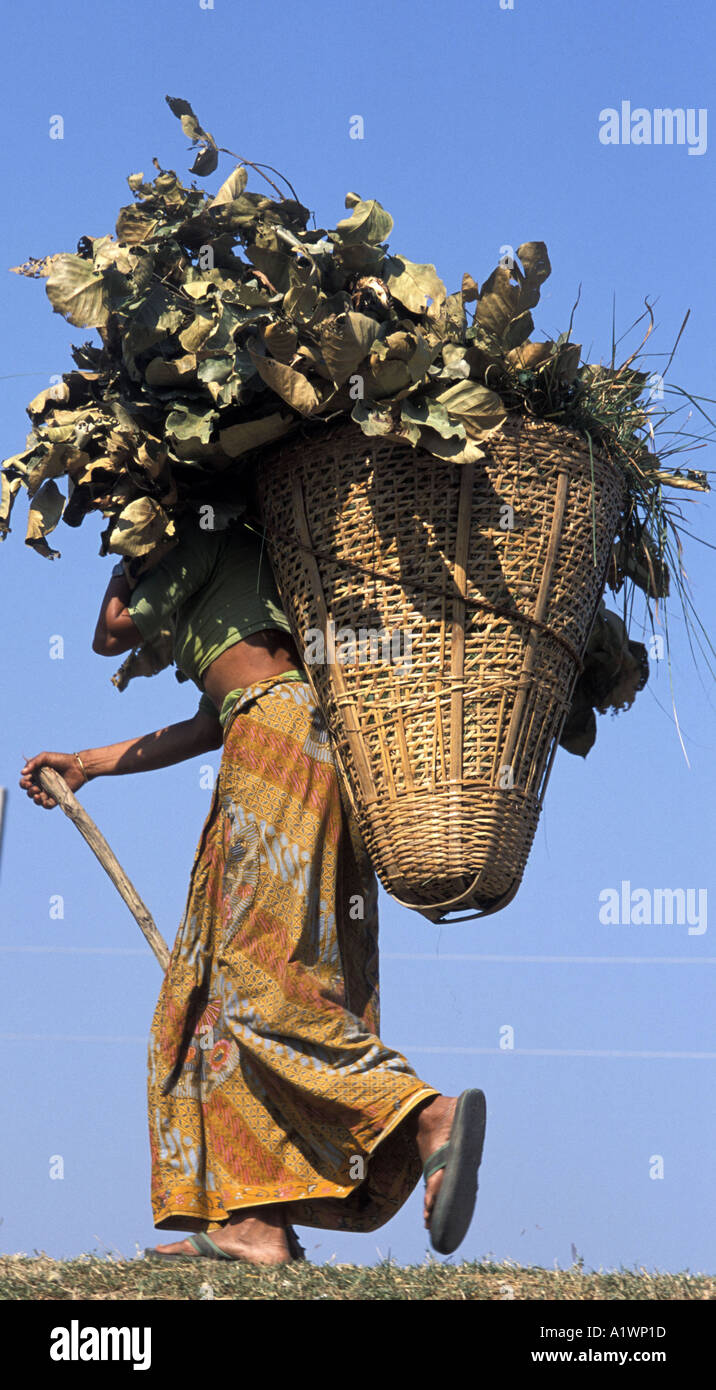 Frau, die Blätter zu verwenden, wie Vieh Nepal Futter Stockfoto