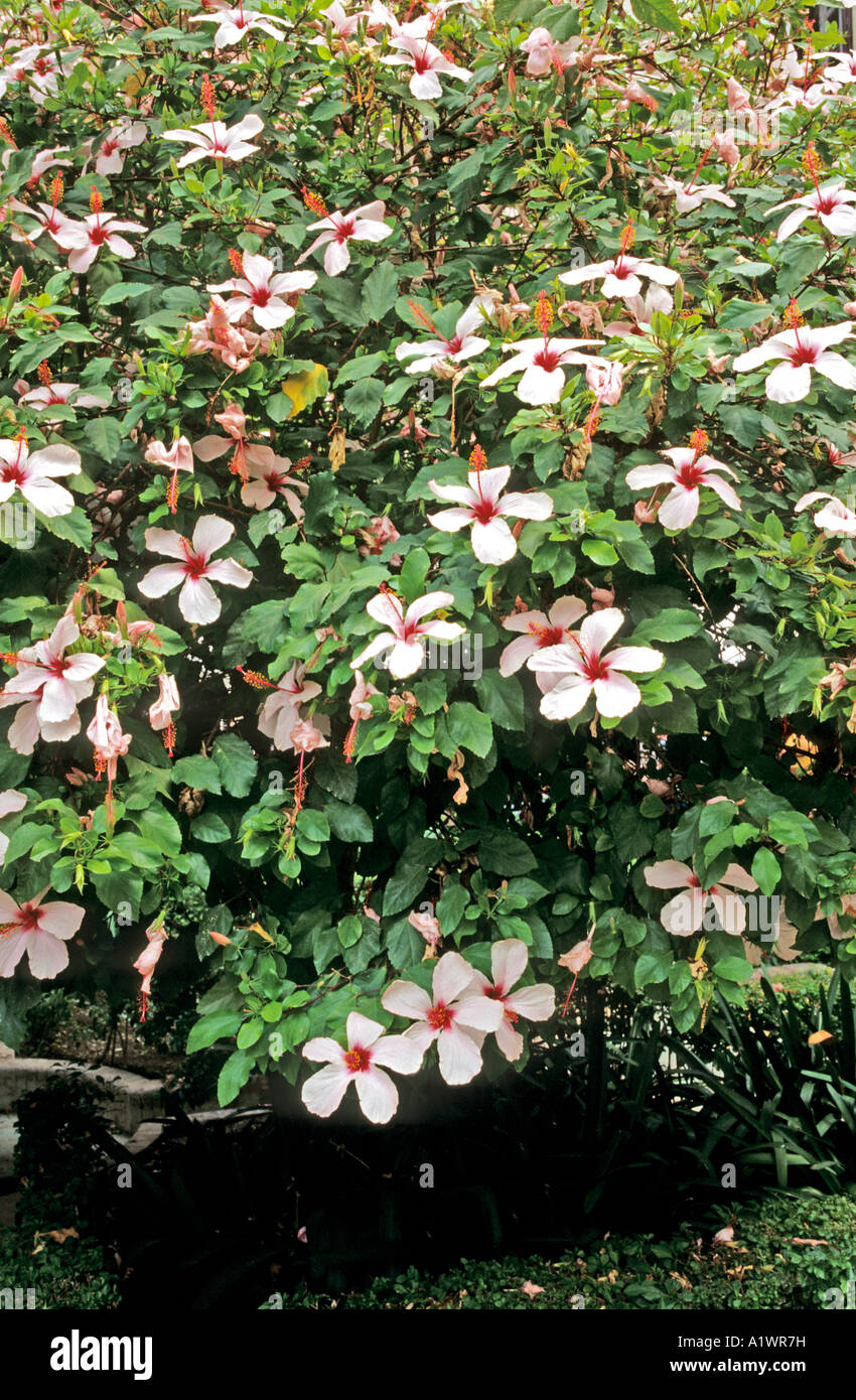 Rosa Hibiskus Blüten in Spanien Europa EU Stockfoto