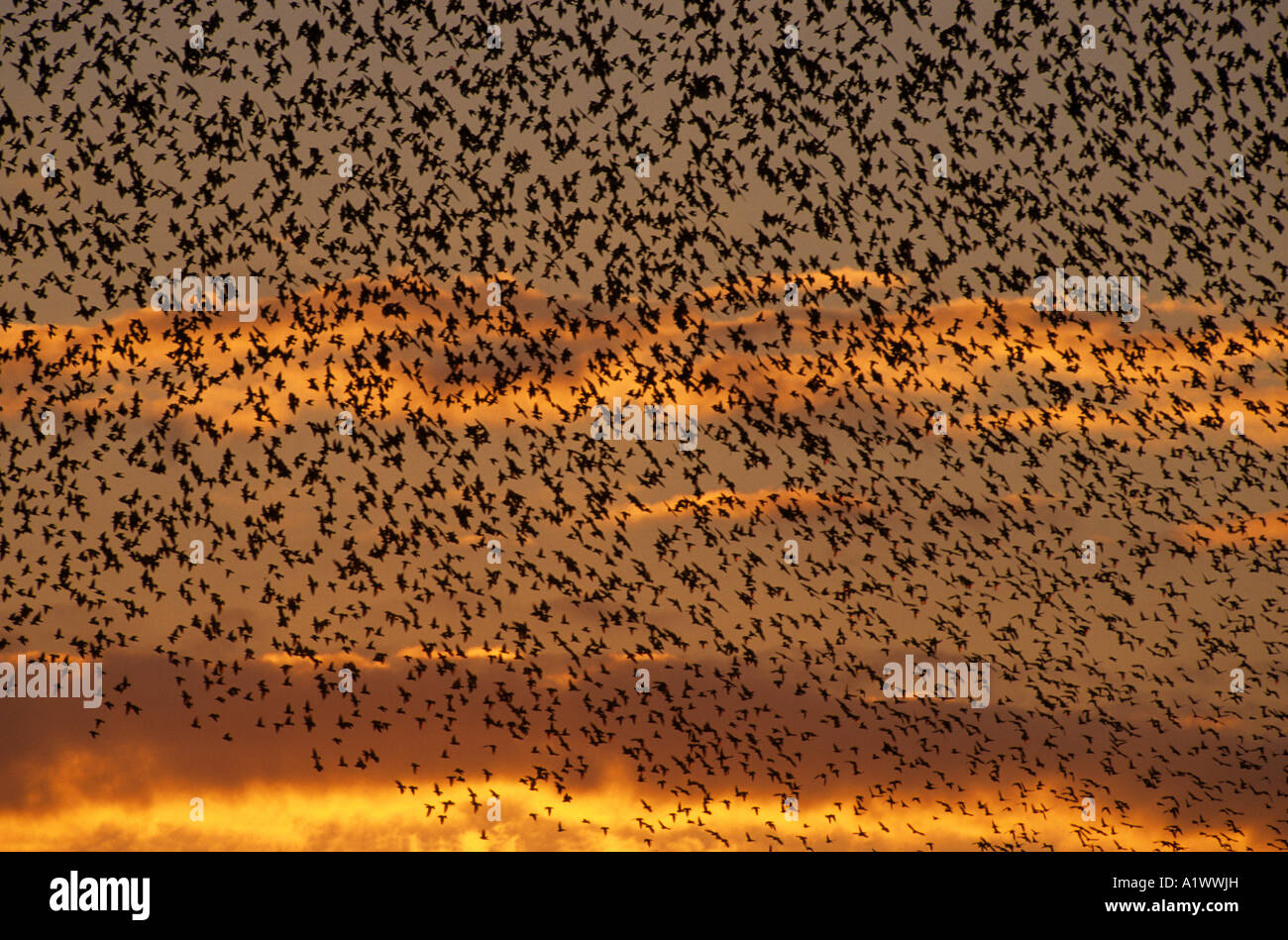 Stare Sturnus Vulgaris Flug bei Roost Marazion Marsh Rspb Reserve Sonnenuntergang Stockfoto