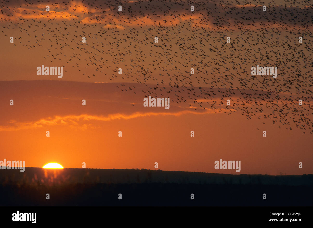 Stare Sturnus Vulgaris bei Roost Marazion Marsh Rspb reserve Sonnenuntergang cornwall Stockfoto