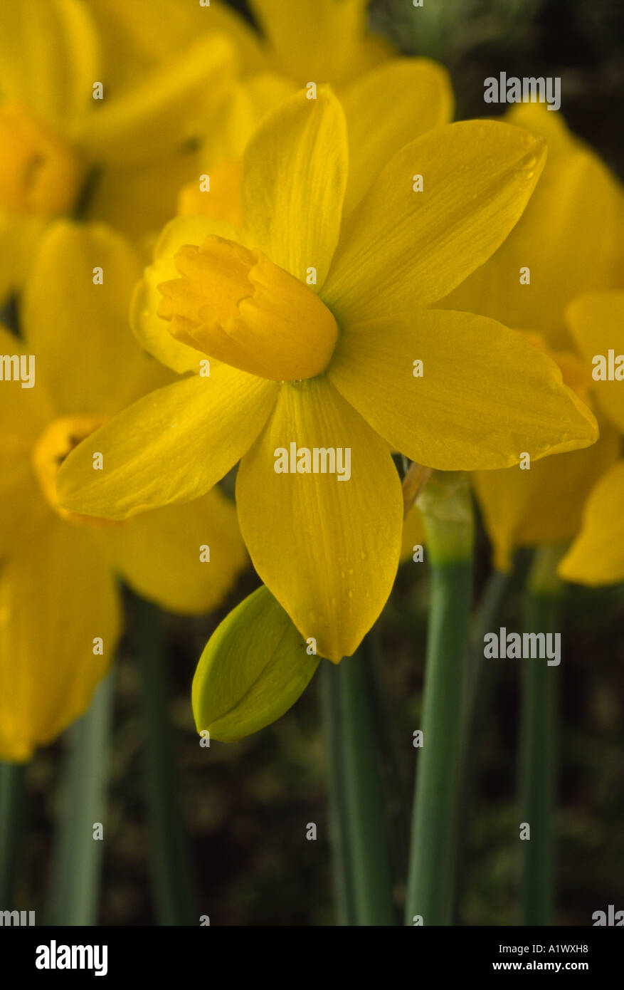 Narcissus 'Oz'. Abteilung 12 12 Sonstige Narzisse. Stockfoto