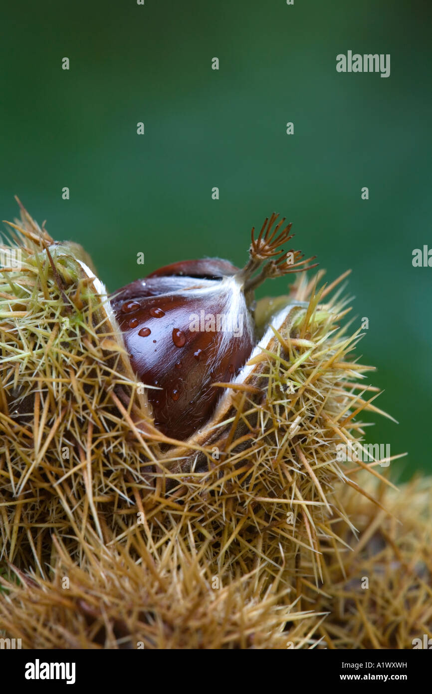 Edelkastanie, Castanea Sativa, Nuss und Gehäuse Stockfoto
