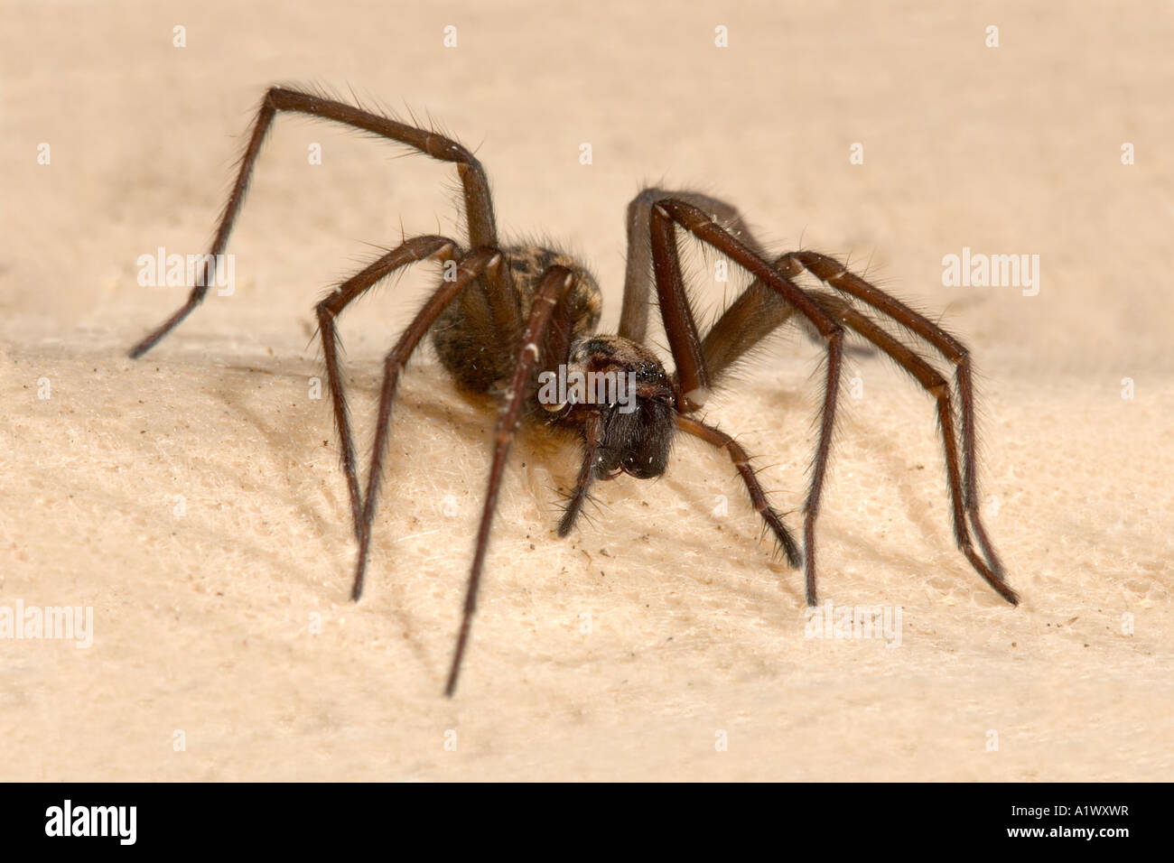 Spinne, Tegenaria Gigantea, Nahaufnahme Stockfoto