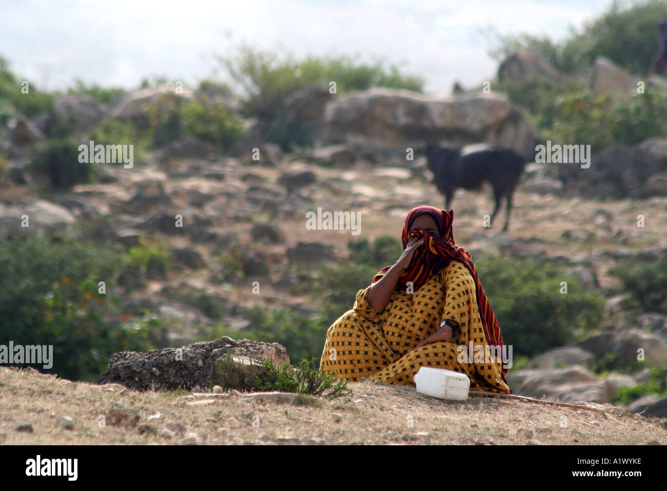 Frau herding Schafe und Kühe in der Nähe von der Grenze zu Jemen, Salalah, Oman Stockfoto